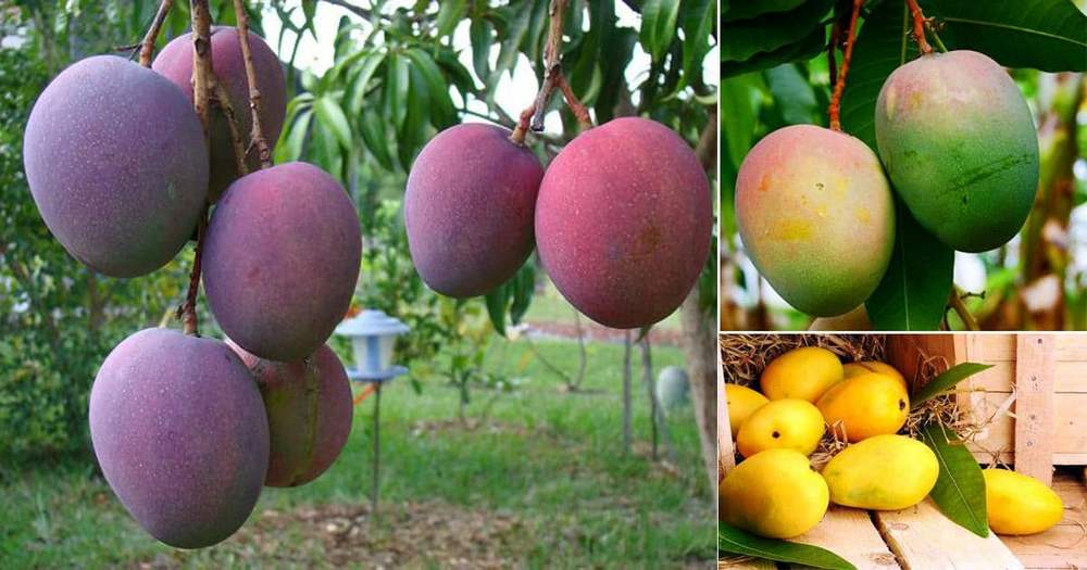 Fairchild Mango Festival, 2020 -- What's New: MiamiCurated Alphonso Mango Tree For Sale Florida