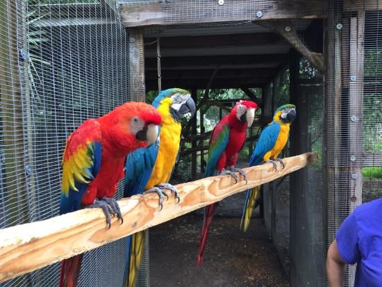 things to do in naples FL, miamicurated, bird garden